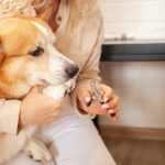 woman-cuts-dog-s-claws-brown-corgi-cute-pet-car-2022-09-15-22-14-37-utc