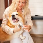 woman-cuts-dog-s-claws-brown-corgi-cute-pet-car-2022-09-18-18-17-34-utc